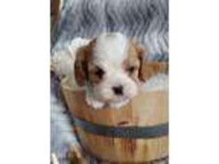 Cavalier King Charles Spaniel Puppy for sale in Geneva, NY, USA