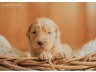 Goldendoodle Puppy for sale in Galax, VA, USA