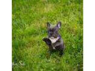 French Bulldog Puppy for sale in Boise, ID, USA