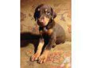 Doberman Pinscher Puppy for sale in BOULDER CREEK, CA, USA