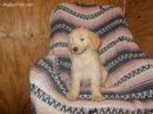 Goldendoodle Puppy for sale in Starke, FL, USA