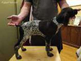 German Shorthaired Pointer Puppy for sale in Cambridge, OH, USA