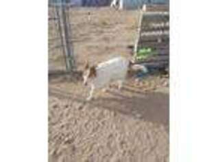 Collie Puppy for sale in Fowler, CO, USA