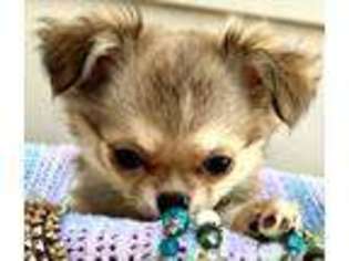 Chihuahua Puppy for sale in Reno, NV, USA