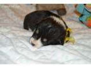 Pembroke Welsh Corgi Puppy for sale in Kimball, MN, USA