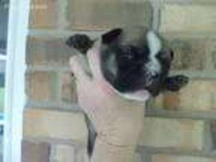 French Bulldog Puppy for sale in Orange, TX, USA
