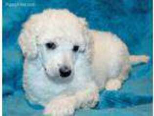 Mutt Puppy for sale in Charleston, ME, USA