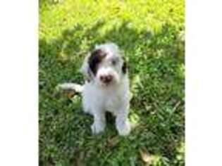 Portuguese Water Dog Puppy for sale in Hobe Sound, FL, USA