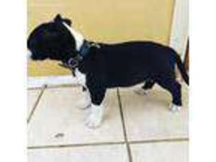 Bull Terrier Puppy for sale in Palm Springs, CA, USA