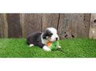 Cardigan Welsh Corgi Puppy for sale in Brumley, MO, USA