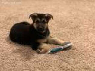 German Shepherd Dog Puppy for sale in San Antonio, TX, USA