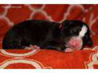Bernese Mountain Dog Puppy for sale in Cushing, WI, USA