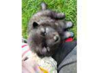 Keeshond Puppy for sale in Unknown, , USA