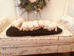 Labrador Retriever Puppy for sale in Fairview, UT, USA