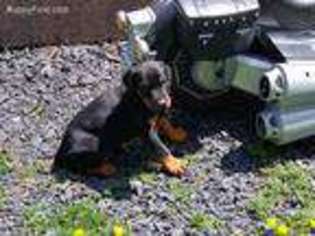 Doberman Pinscher Puppy for sale in Stroudsburg, PA, USA