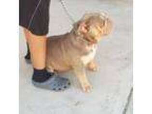 Bulldog Puppy for sale in Victorville, CA, USA