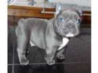French Bulldog Puppy for sale in Round Rock, TX, USA