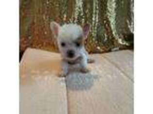 Chinese Crested Puppy for sale in Hardy, AR, USA