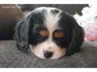 Cavalier King Charles Spaniel Puppy for sale in Scottville, MI, USA