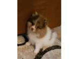 Pomeranian Puppy for sale in Comanche, OK, USA