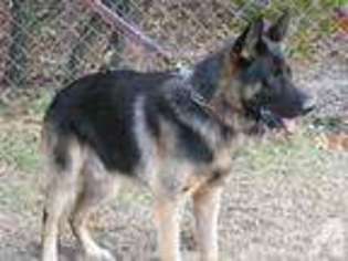 German Shepherd Dog Puppy for sale in PFAFFTOWN, NC, USA
