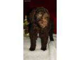 Labradoodle Puppy for sale in West Lafayette, OH, USA