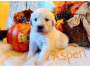 Golden Retriever Puppy for sale in Marshfield, MO, USA