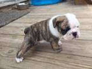 Bulldog Puppy for sale in White Cloud, MI, USA
