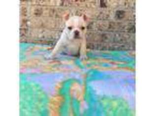 French Bulldog Puppy for sale in Blackwell, OK, USA