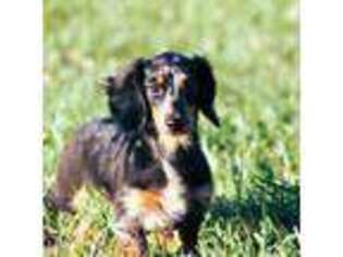 Dachshund Puppy for sale in Nicolaus, CA, USA