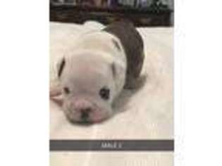 Bulldog Puppy for sale in Pass Christian, MS, USA