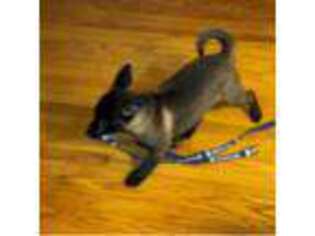 Belgian Malinois Puppy for sale in Wilmington, DE, USA