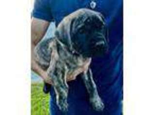 Mastiff Puppy for sale in Wabash, IN, USA