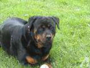 Rottweiler Puppy for sale in EAGLE CREEK, OR, USA