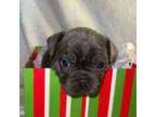 French Bulldog Puppy for sale in Otter Lake, MI, USA