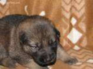 German Shepherd Dog Puppy for sale in Petersham, MA, USA