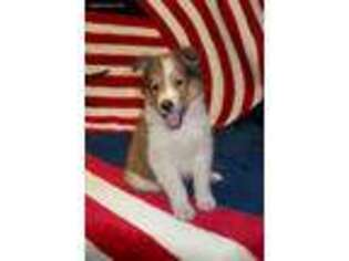 Collie Puppy for sale in Niles, MI, USA