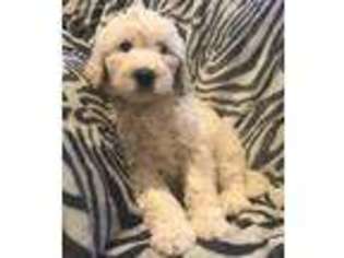 Goldendoodle Puppy for sale in Greenville, PA, USA