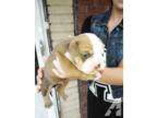Olde English Bulldogge Puppy for sale in SAINT LOUIS, MO, USA