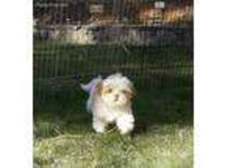 Mutt Puppy for sale in Pembroke, MA, USA