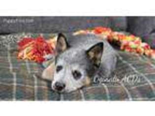 Australian Cattle Dog Puppy for sale in Liberal, MO, USA