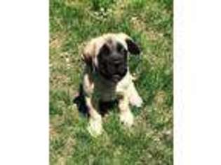 Mastiff Puppy for sale in Anderson, SC, USA