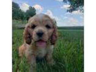 Cocker Spaniel Puppy for sale in Howe, IN, USA
