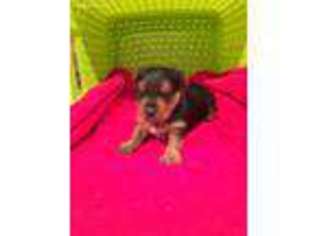 Yorkshire Terrier Puppy for sale in Pink Hill, NC, USA