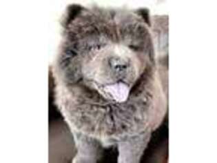 Chow Chow Puppy for sale in Greenfield, MO, USA