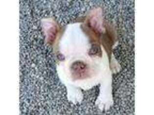 Boston Terrier Puppy for sale in Roseburg, OR, USA