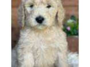 Goldendoodle Puppy for sale in Foresthill, CA, USA