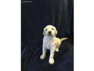 Goldendoodle Puppy for sale in Port Deposit, MD, USA