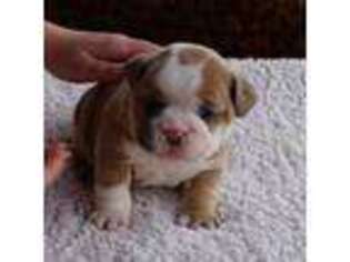 Bulldog Puppy for sale in Florence, AZ, USA