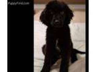Newfoundland Puppy for sale in Springfield, MO, USA
